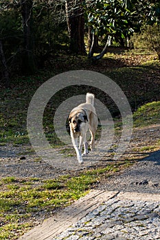 Turkish breed shepherd dog Kangal as guarding dog