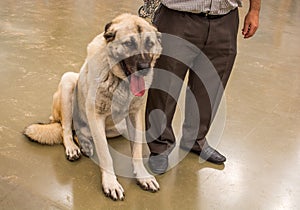 Turkish breed shepherd dog Kangal as guarding dog