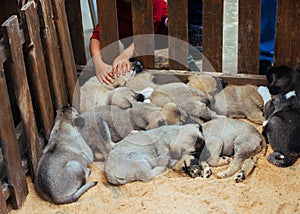 Turkish breed shepherd dog puppies Kangal as guarding dog