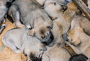 Turkish breed shepherd dog puppies Kangal as guarding dog