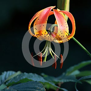 Turkish Cap Lily  In The Smoky Mountains