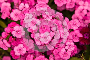 Turkish carnation pink flowers