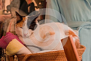 turkish cat sitting in the shop in Turkey