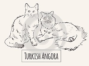 Turkish cats sketch vector illustration art animal