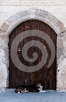 Turkish dog secures door