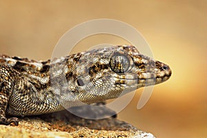 Turkish gecko macro portrait