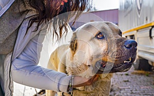 A Turkish girl hugs an Anatolian shepherd dog sivas kangal photo