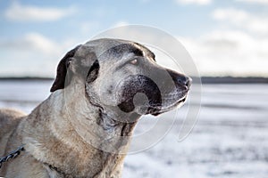 Turkish Kangal dog in the pasture in winter.