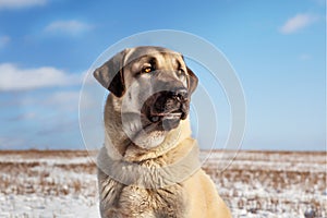 Turkish Kangal dog in the pasture in winter.