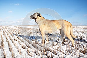 Turkish Kangal dog in the pasture in winter.