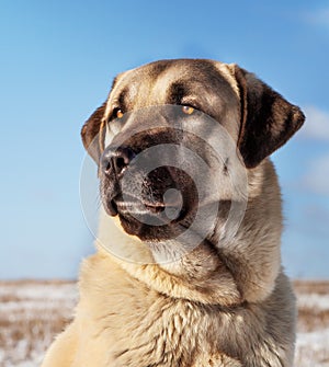 Turkish Kangal dog in the pasture in winter.