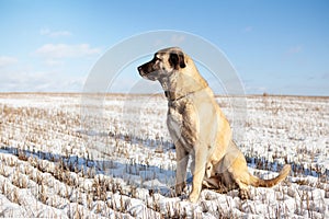 Turkish Kangal dog in the pasture in winter.