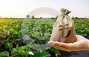 Turkish lira money bag and a field of eggplant plants. Lending a loan and subsidizing farmers. Grants, financial support. Paying