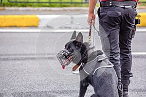 Turkish police officer holds black security dog