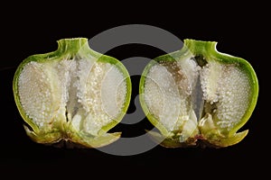 Turkish poppy seed pod, used in opium production, sliced in half.