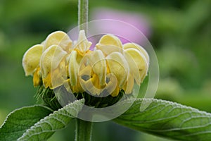 Turkish sage phlomis russeliana