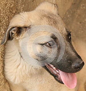 turkish shepherd dog kangal photo