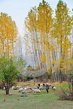 Turkish shepherd with his sheep in a remote mountain.