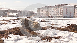 Turkish shepherd kangal dog sits dirt surrounded by snow close to town