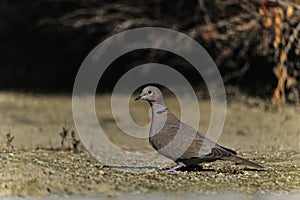 Tortola turca o Streptopelia decaocto - Ave de la familia columbiforme. photo