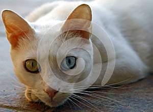 Turkish Van cat