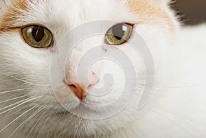 Turkish Van cat also called Anatoli cat photo