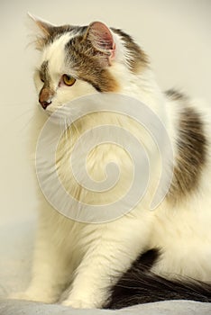 Turkish Van cat breed