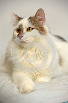 Turkish Van cat breed