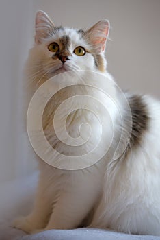 Turkish Van cat breed