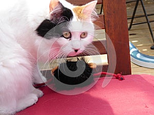 Turkish Van cat hunting