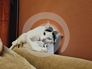 Turkish Van cat lying on a radiator in the room