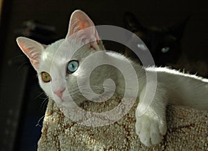 Turkish Van cat img