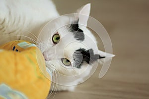 Turkish Van Cat playing