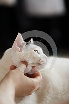 Turkish Van Cat purrs