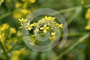 Turkish warty cabbage