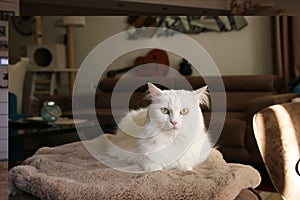 Turkish white angora cat eye pet