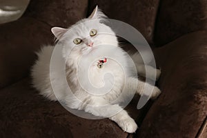 Turkish white angora cat eye pet