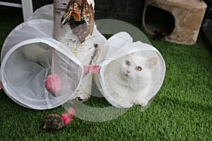 Turkish white angora cat eye pet