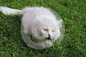 Turkish white angora cat eye pet