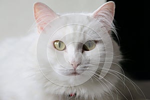 Turkish white angora cat eye pet