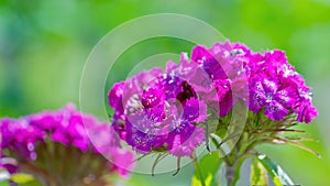 Turkish wild carnation. Flower close-up. Selective focus in the foreground