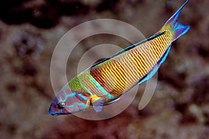 Turkish Wrasse Fish