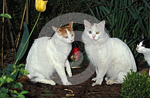 TURKKISH VAN DOMESTIC CAT, ONE OF THEM HAS DIFFERENT COLOURED EYES