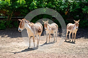 Turkmen Kulan. cloven-hoofed animals in zoo. observation of wild animals