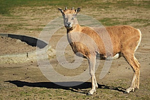 Turkmen mountain sheep