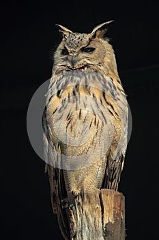 Turkmenian eagle owl