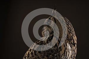 Turkmenian Eagle owl / bubo bubo turcomanus profile of the head studio shot with brown background