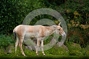 Turkmenian kulan, Equus hemionus kulan, also called Transcaspian wild ass in the nature habitat, Gobi in China. Wild Asia horse in photo