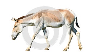 Turkmenian kulan Equus hemionus kulan