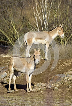 Turkmenian kulan Equus hemionus kulan